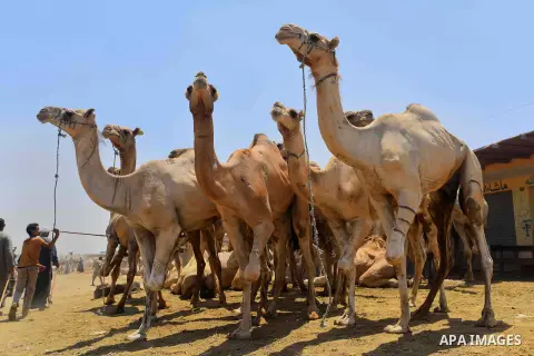 Camels are seen at at the camel market in Birqash, Giza, 25 km,16 miles north of Cairo, Egypt on Aug.19, 2016. Traders come from different countries including Sudan, Somalia and Ethiopia to sell camels ahead of Eid al-Ad...