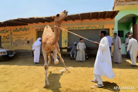 An Egyptian camel vendor leads his camel at the camel market in Birqash, Giza, 25 km,16 miles north of Cairo, Egypt on Aug.19, 2016. Traders come from different countries including Sudan, Somalia and Ethiopia to sell cam...