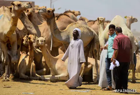 An Egyptian camel vendor displays his camels during an auction at the camel market in Birqash, Giza, 25 km,16 miles north of Cairo, Egypt on Aug.19, 2016. Traders come from different countries including Sudan, Somalia an...
