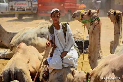 An Egyptian camel vendor displays his camels during an auction at the camel market in Birqash, Giza, 25 km,16 miles north of Cairo, Egypt on Aug.19, 2016. Traders come from different countries including Sudan, Somalia an...