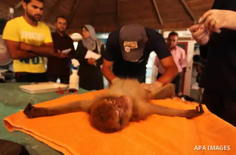 Members of the international animal welfare charity "Four Paws" check monkeys at a zoo in Khan Yunis in the southern Gaza Strip on August 23, 2016. A team of foreign veterinarians are evacuating the last surviving animal...