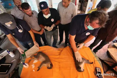 Members of the international animal welfare charity "Four Paws" check monkeys at a zoo in Khan Yunis in the southern Gaza Strip on August 23, 2016. A team of foreign veterinarians are evacuating the last surviving animal...