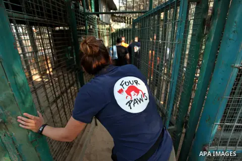 Members of the international animal welfare charity "Four Paws" clean cages at a zoo in Khan Yunis, in the southern Gaza Strip, prior to evacuating all the animals at the zoo out of the Palestinian enclave on Aug. 23, 20...