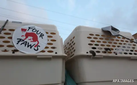 Members of the international animal welfare charity "Four Paws" transport animals across the Erez border crossing into Israel after evacuating them from the zoo in Khan Yunis in the southern Gaza Strip on August 24, 2016...