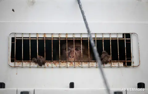 Members of the international animal welfare charity "Four Paws" transport animals across the Erez border crossing into Israel after evacuating them from the zoo in Khan Yunis in the southern Gaza Strip on August 24, 2016...