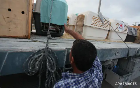 Members of the international animal welfare charity "Four Paws" transport animals across the Erez border crossing into Israel after evacuating them from the zoo in Khan Yunis in the southern Gaza Strip on August 24, 2016...
