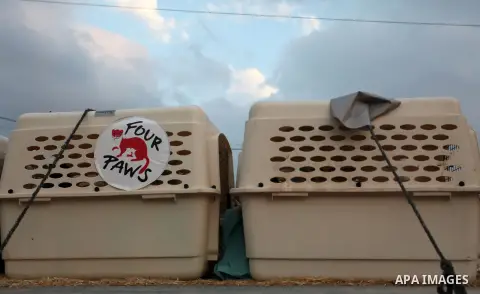 Members of the international animal welfare charity "Four Paws" transport animals across the Erez border crossing into Israel after evacuating them from the zoo in Khan Yunis in the southern Gaza Strip on August 24, 2016...