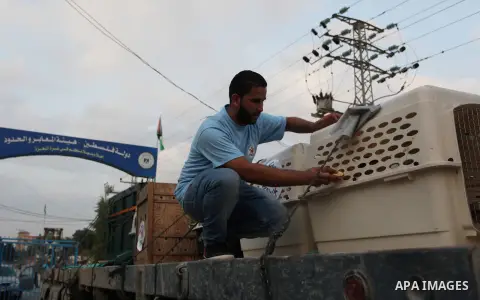 Members of the international animal welfare charity "Four Paws" transport animals across the Erez border crossing into Israel after evacuating them from the zoo in Khan Yunis in the southern Gaza Strip on August 24, 2016...