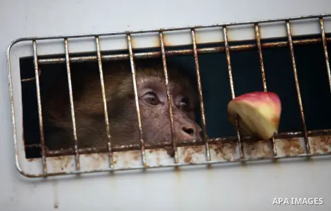 Members of the international animal welfare charity "Four Paws" transport animals across the Erez border crossing into Israel after evacuating them from the zoo in Khan Yunis in the southern Gaza Strip on August 24, 2016...