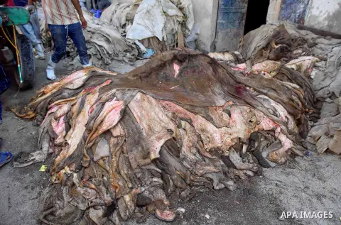 Hides of animals is sorted before drying them, at a leather tannery, in Cairo, Egypt, on August 28, 2016. Photo by Amr Sayed