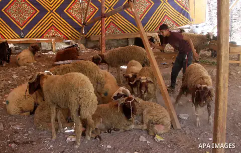 An Egyptian vendor displays his livestock at a live stock market, ahead of Eid al-Adha in Cairo, Egypt on Aug. 29, 2016. Eid al-Adha (the Festival of Sacrifice) is celebrated throughout the Muslim world as a commemoratio...