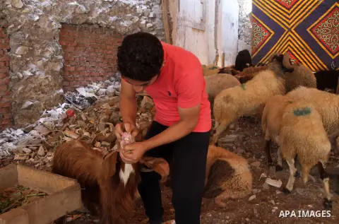 An Egyptian vendor displays his livestock at a live stock market, ahead of Eid al-Adha in Cairo, Egypt on Aug. 29, 2016. Eid al-Adha (the Festival of Sacrifice) is celebrated throughout the Muslim world as a commemoratio...