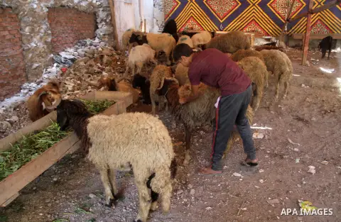 An Egyptian vendor displays his livestock at a live stock market, ahead of Eid al-Adha in Cairo, Egypt on Aug. 29, 2016. Eid al-Adha (the Festival of Sacrifice) is celebrated throughout the Muslim world as a commemoratio...