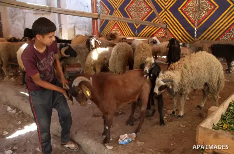 An Egyptian vendor displays his livestock at a live stock market, ahead of Eid al-Adha in Cairo, Egypt on Aug. 29, 2016. Eid al-Adha (the Festival of Sacrifice) is celebrated throughout the Muslim world as a commemoratio...