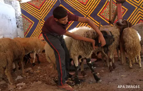 An Egyptian vendor displays his livestock at a live stock market, ahead of Eid al-Adha in Cairo, Egypt on Aug. 29, 2016. Eid al-Adha (the Festival of Sacrifice) is celebrated throughout the Muslim world as a commemoratio...