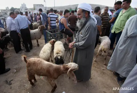Palestinian customers negotiate with owners to buy sheep at a livestock market, ahead of the Eid al-Adha festival, in the West Bank city of Nablus September 8, 2016. Photo by Nedal Eshtayah