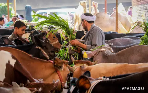Egyptians gather at a live stock market, in Cairo, Egypt ahead of the Eid al-Adha festival on Sept. 11, 2016. The knives use to slaughter cattle and sheep for the Muslim holiday of Eid al-Adha or the Feast of Sacrifice,...