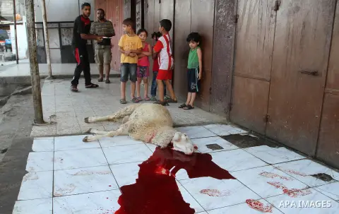Palestinian Muslims sacrifice animals on the first day of of Eid al-Adha or the feast of sacrifice, in Rafah in the southern Gaza Strip on September 12, 2016. Muslims across the world are celebrating the annual festival...
