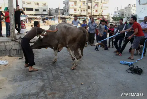 Palestinian Muslims sacrifice animals on the first day of of Eid al-Adha or the feast of sacrifice, in Rafah in the southern Gaza Strip on September 12, 2016. Muslims across the world are celebrating the annual festival...