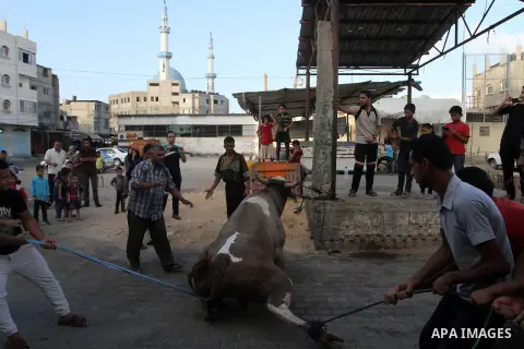 Palestinian Muslims sacrifice animals on the first day of of Eid al-Adha or the feast of sacrifice, in Rafah in the southern Gaza Strip on September 12, 2016. Muslims across the world are celebrating the annual festival...