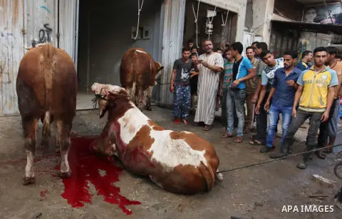 Palestinian Muslims sacrifice animals on the first day of of Eid al-Adha or the feast of sacrifice, in Khan Younis in the southern Gaza Strip on September 12, 2016. Muslims across the world are celebrating the annual fes...