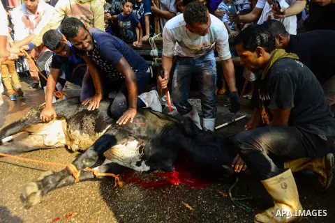 Egyptian Muslims sacrifice animals on the first day of of Eid al-Adha or the feast of sacrifice, in Cairo, Egypt, on September 12, 2016. Muslims across the world are celebrating the annual festival of Eid al-Adha, or the...