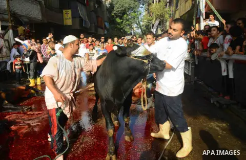 Egyptian Muslims sacrifice animals on the first day of of Eid al-Adha or the feast of sacrifice, in Cairo, Egypt, on September 12, 2016. Muslims across the world are celebrating the annual festival of Eid al-Adha, or the...