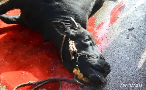Egyptian Muslims sacrifice animals on the first day of of Eid al-Adha or the feast of sacrifice, in Cairo, Egypt, on September 12, 2016. Muslims across the world are celebrating the annual festival of Eid al-Adha, or the...