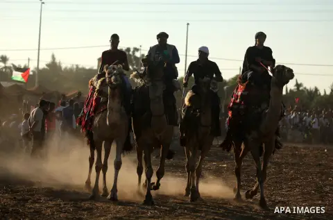 Palestinians ride camels during a Bedouin festival in Dair Al Balah in the central Gaza Strip September 16, 2016. Photo by Ashraf Amra
