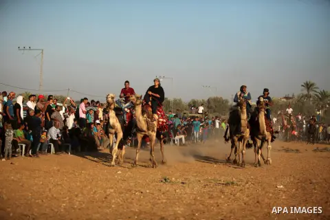 Palestinians ride camels during a Bedouin festival in Dair Al Balah in the central Gaza Strip September 16, 2016. Photo by Ashraf Amra