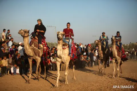Palestinians ride camels during a Bedouin festival in Dair Al Balah in the central Gaza Strip September 16, 2016. Photo by Ashraf Amra