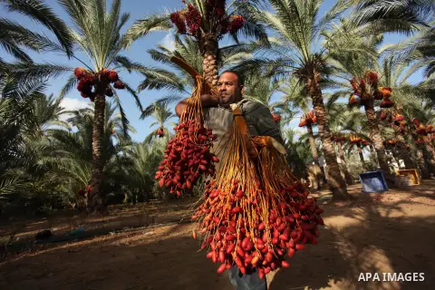 A Palestinian farmer carries dates from palm trees during harvest in Dair Al Balah in the central Gaza Strip September 25, 2016. Photo by Ashraf Amra
