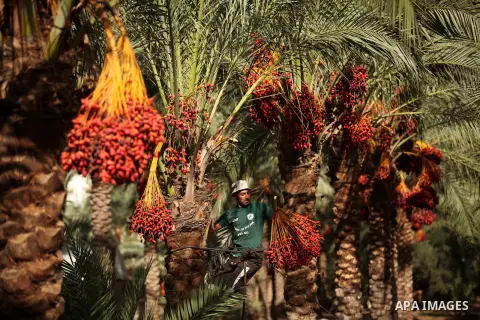 A Palestinian farmer harvests dates from a palm tree in Dair Al Balah in the central Gaza Strip September 25, 2016. Photo by Ashraf Amra