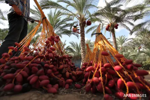 Palestinian farmers harvest dates from a palm tree in Dair Al Balah in the central Gaza Strip September 25, 2016. Photo by Ashraf Amra