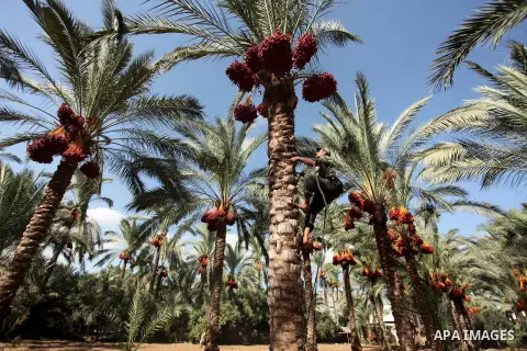 A Palestinian farmer harvests dates from a palm tree in Dair Al Balah in the central Gaza Strip September 25, 2016. Photo by Ashraf Amra