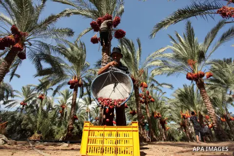 A Palestinian farmer harvests dates from a palm tree in Dair Al Balah in the central Gaza Strip September 25, 2016. Photo by Ashraf Amra