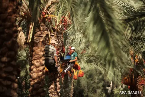 Palestinian farmers harvest dates from a palm tree in Dair Al Balah in the central Gaza Strip September 25, 2016. Photo by Ashraf Amra