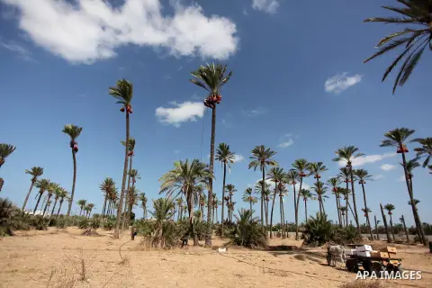 Palestinian farmers harvest dates from a palm tree in Dair Al Balah in the central Gaza Strip September 25, 2016. Photo by Ashraf Amra