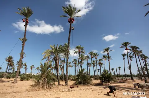 A Palestinian farmer harvests dates from a palm tree in Dair Al Balah in the central Gaza Strip September 25, 2016. Photo by Ashraf Amra