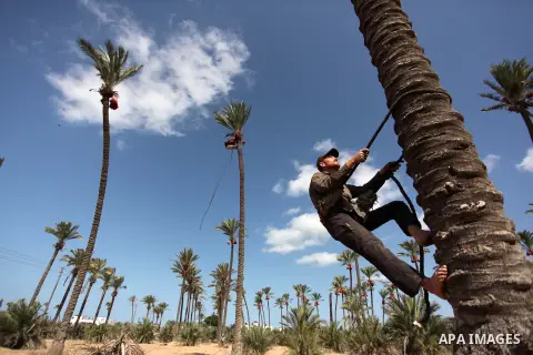 A Palestinian farmer harvests dates from a palm tree in Dair Al Balah in the central Gaza Strip September 25, 2016. Photo by Ashraf Amra