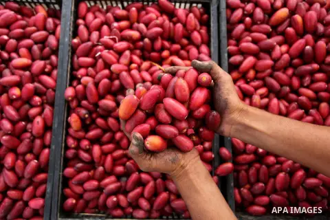 A Palestinian farmer harvests dates from a palm tree in Dair Al Balah in the central Gaza Strip September 25, 2016. Photo by Ashraf Amra