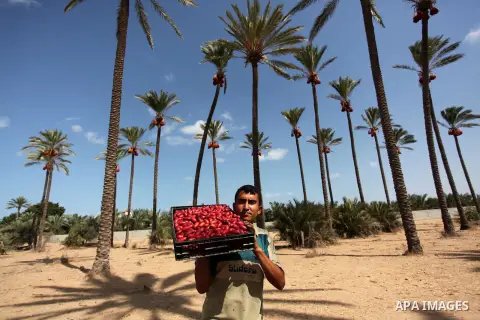 A Palestinian farmer carries dates from palm trees during harvest in Dair Al Balah in the central Gaza Strip September 25, 2016. Photo by Ashraf Amra