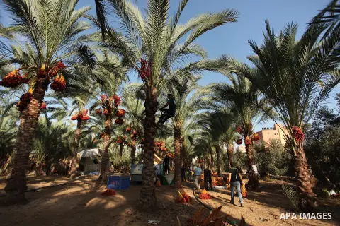 Palestinian farmers harvest dates from a palm tree in Dair Al Balah in the central Gaza Strip September 25, 2016. Photo by Ashraf Amra