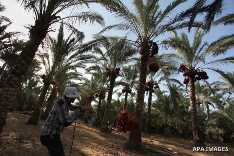 Palestinian farmers harvest dates from a palm tree in Dair Al Balah in the central Gaza Strip September 25, 2016. Photo by Ashraf Amra