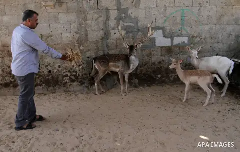 A picture taken on October 2, 2016 shows deers at small farm in Khan Yunis in the southern Gaza Strip. Two male and female deers were smuggled from Egypt into the Gaza strip through a tunnel, before they were sold to Sha...