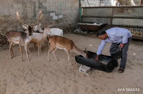 A picture taken on October 2, 2016 shows deers at small farm in Khan Yunis in the southern Gaza Strip. Two male and female deers were smuggled from Egypt into the Gaza strip through a tunnel, before they were sold to Sha...