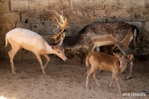 A picture taken on October 2, 2016 shows deers at small farm in Khan Yunis in the southern Gaza Strip. Two male and female deers were smuggled from Egypt into the Gaza strip through a tunnel, before they were sold to Sha...
