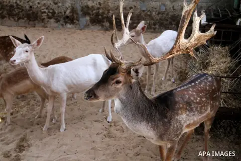 A picture taken on October 2, 2016 shows deers at small farm in Khan Yunis in the southern Gaza Strip. Two male and female deers were smuggled from Egypt into the Gaza strip through a tunnel, before they were sold to Sha...