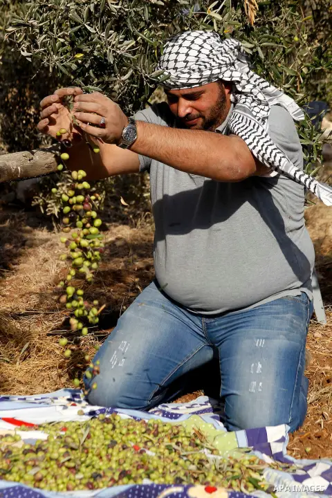 A Palestinian man picks olives during harvest season at a farm in the West Bank village of Sourif near Hebron, October 22, 2016. Photo by Wisam Hashlamoun