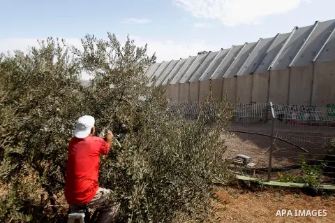 A Palestinian man picks olives during harvest season at his farm near the Israeli controversial separation wall in the West Bank city of Beit Jala on October 27, 2016. Photo by Wisam Hashlamoun